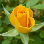 Rosa gialla